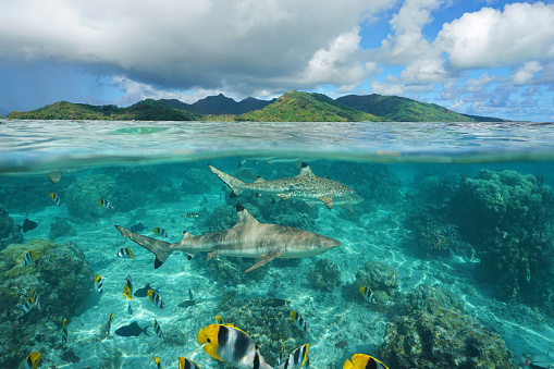 Over under sea surface sharks with tropical fish underwater and island of Huahine, Pacific ocean, French Polynesia