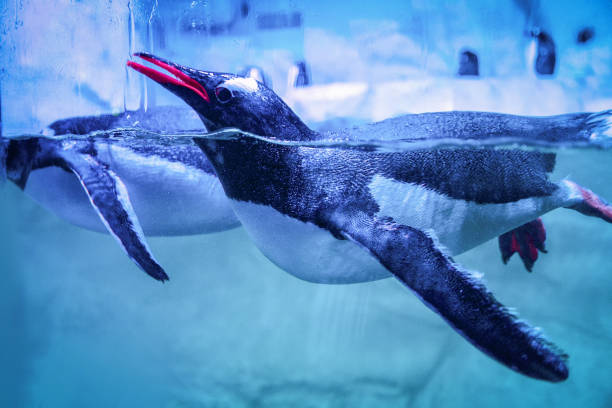 istock gentoo penguin swimming marine life underwater ocean 1085083270