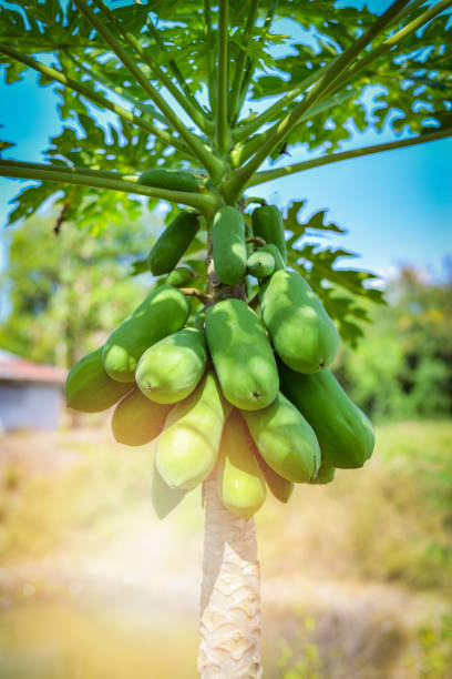 istock fresh papaya on tree / raw green papaya tropical fruit on tree nature background 1085083292