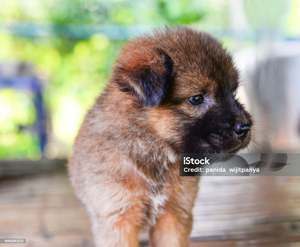귀여운 강아지 아기 갈색 강아지 개 아시아 태국어 강아지-어린 동물에 대한 스톡 사진 및 기타 이미지 - 강아지-어린 동물,  로트와일러, 개 - Istock