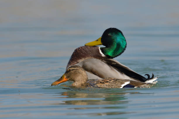 istock Couple of mallard duck (Anas platyrhynchos) 1085083848