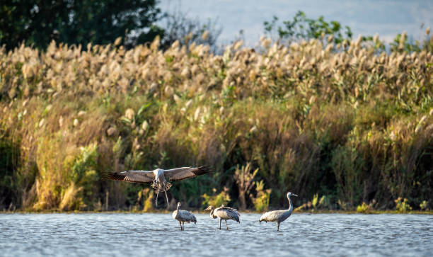 istock Eurasian cranes in the water. 1085085034