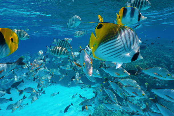 istock Pacific ocean tropical shoal of fish underwater 1085085258