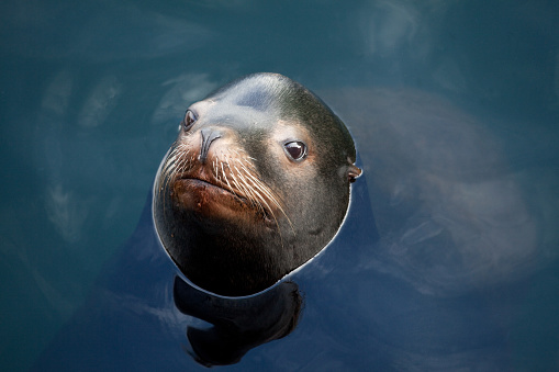 A cute harbour seal poking its head out of the water at a marina in British Columbia, Canada. Wildlife conservation theme.