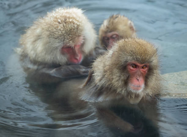 istock Japanese macaques are grooming 1085087758