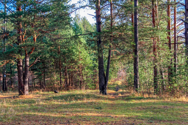 istock Autumn landscape sunny warm day in the forest by the river 1085089922