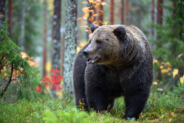 istock Brown bear in the autumn forest. 1085093154