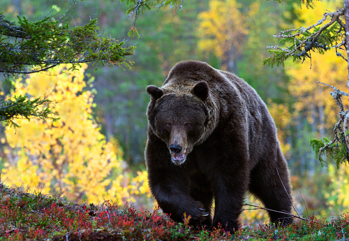 Adult male of Brown bear in the autumn forest.  Scientific name: Ursus arctos. Natural habitat.