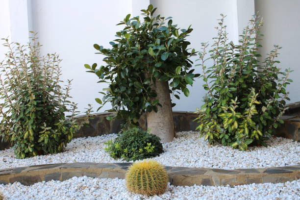 istock Cactus plant in clay pot 1085093490