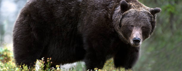 istock Brown bear in the autumn forest. 1085094870