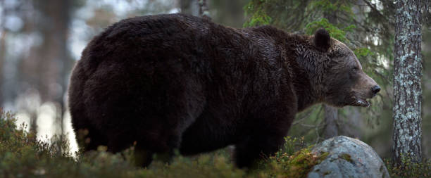 istock Brown bear in the autumn forest. 1085094896