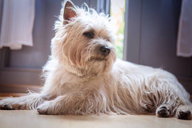 istock Cairn Terrier at home 1085095104