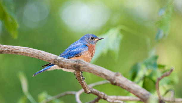 istock Blue Bird Sitting on a Branch in Nature 1085096298