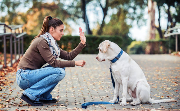 Young woman with a dog in the park. Pets and animals concept stock photo