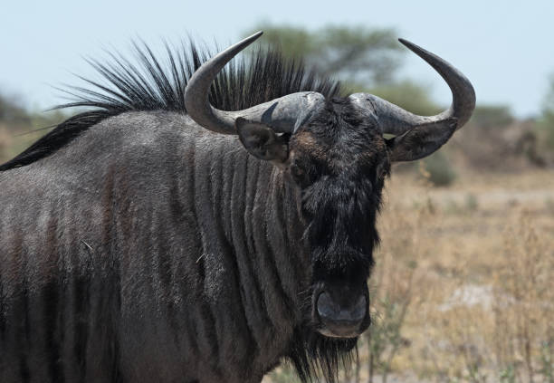 young wildebeest
