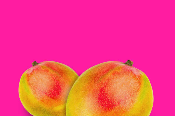 istock Pair of whole ripe mango on pink background with copy space for your text 1085098166