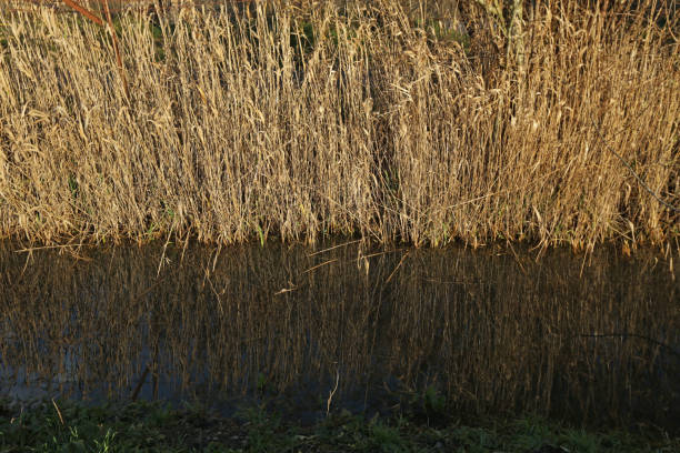 istock Plants and Water in a Ditch 1085098230