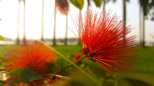 istock Red flowers in garden 1085099312