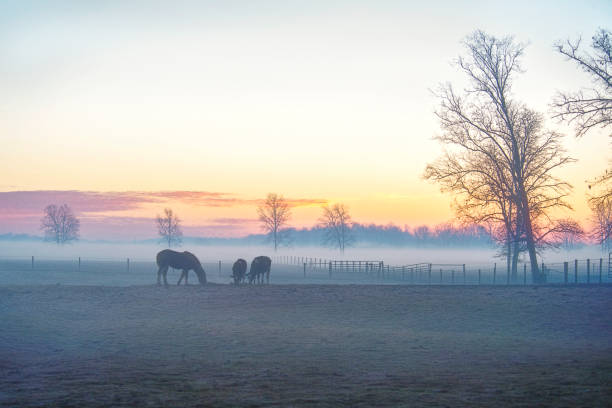 istock Farm Animlas in the Morning Mist 1085102744