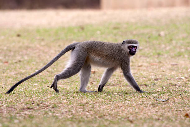 istock Vervet Monkey in South Africa 1085106336