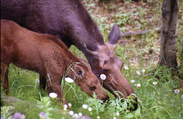 Moose Cow and Calf stock photo
