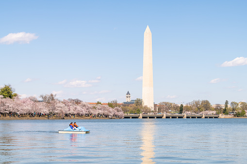 Washington DC, USA - April 5, 2018: Asian Chinese tourists, people couple riding pedal boat at tidal basin, monument, cherry blossom trees in spring festival, national mall, old post office, cityscape