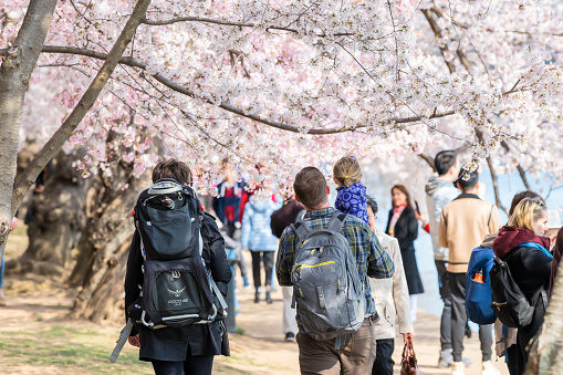 Washington DC, USA - April 5, 2018: Family of three, mother, father, daughter girl, child, many people walking along tidal basin, cherry blossom sakura trees, branches, spring festival, national mall