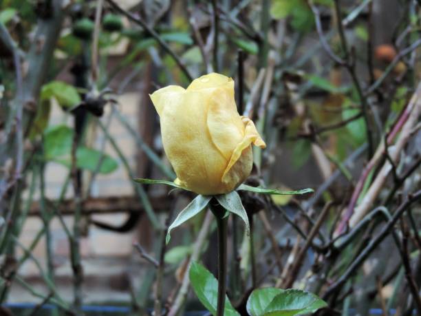 istock Macro image of a rose in winter 1085106426