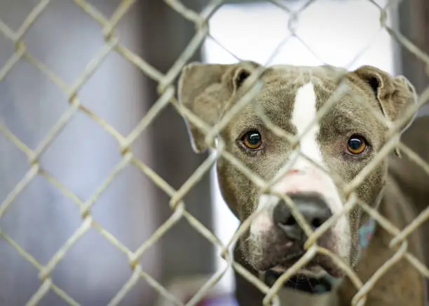 Sad homeless dog looking through fence at animal shelter