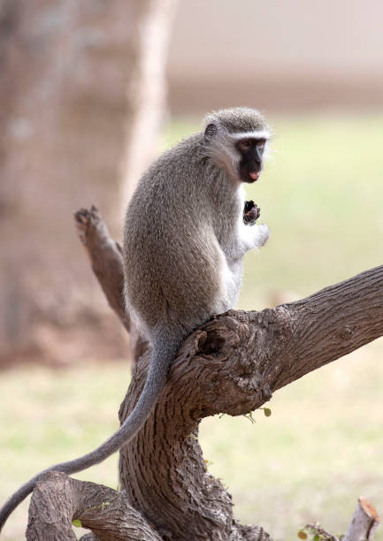 istock Vervet Monkey in South Africa 1085106620