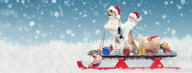 istock Cat and Dog on Christmas Santa Sleigh 1085108048