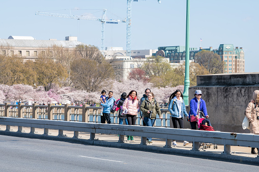 Washington DC, USA - April 5, 2018: People walking on Kutz bridge road National Mall, cherry blossom, sakura festival in spring, family with children, stroller taking picture, photo, photographing