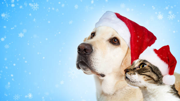 istock Christmas Dog and Cat Website Header 1085111054