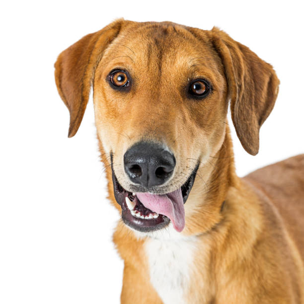 Closeup Portrait Happy Smiling Crossbreed Dog Closeup photo of a happy and smiling yellow Labrador crossbreed dog looking at camera mongrel dog stock pictures, royalty-free photos & images