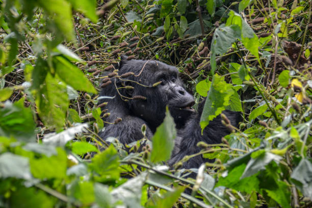 istock Silverback Mountain gorilla eating in the near distance 1085111256