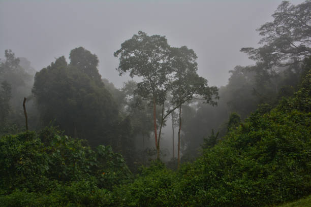 istock Foggy morning in Bwindi Impenetrable National Park 1085111348