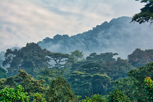 Lush green canopy surrounded by morning mist in Bwindi Impenetrable National Park