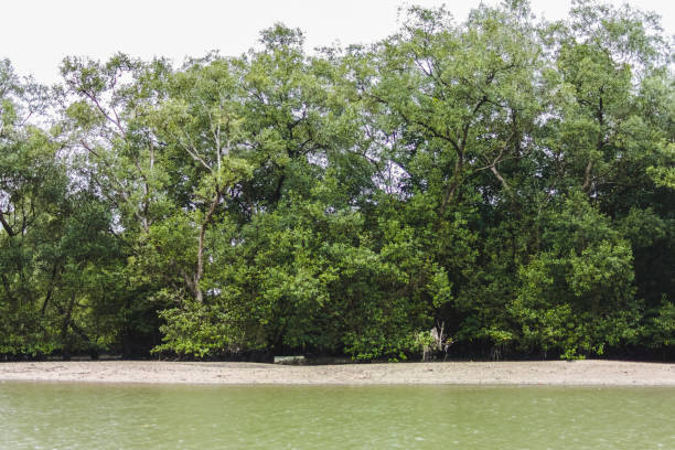 istock Monkeys in Phuket Island, Thailand 1085112730