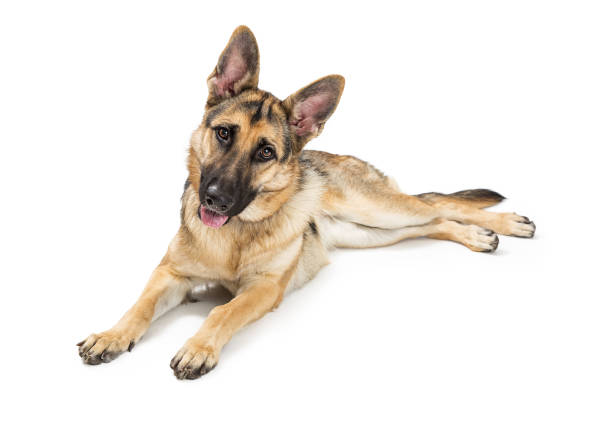 istock German Shepherd Happy Attentive Dog 1085114152