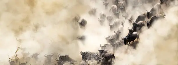 African wildebeest great migration crossing over the Mara River in dusty dramatic scene