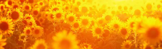 Photo of picture of a sunflower field in evening backlight