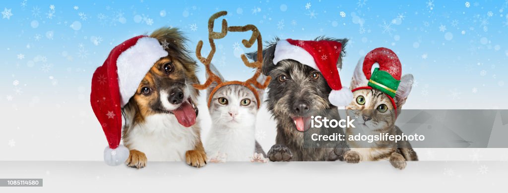 Kerst honden en katten Over witte Web Header - Royalty-free Kerstmis Stockfoto