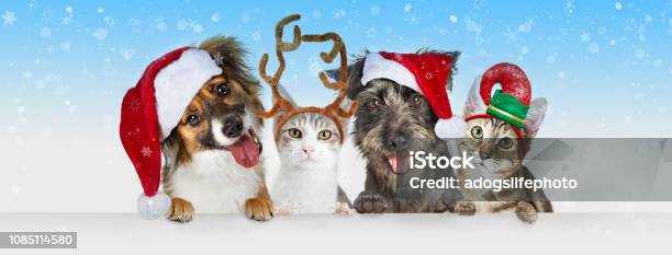 Christmas Dogs And Cats Over White Web Header Stock Photo - Download Image Now - Christmas, Pets, Dog