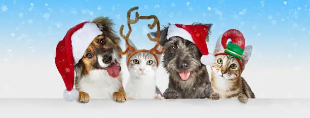 Photo of Christmas Dogs and Cats Over White Web Header