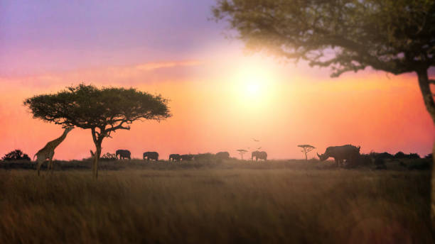 istock Dreamy African Sunset Safari Silhouette Scene 1085114602