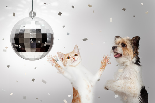 Happy dog and cat dancing at New Yearr's Eve party with disco ball and falling confetti