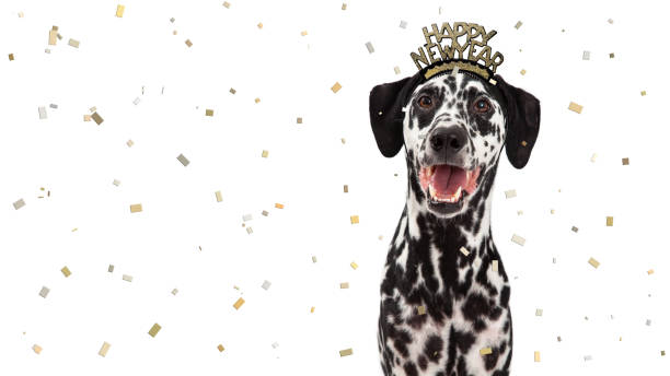 frohes neues jahr feier dalmatiner - silvester mit hund stock-fotos und bilder
