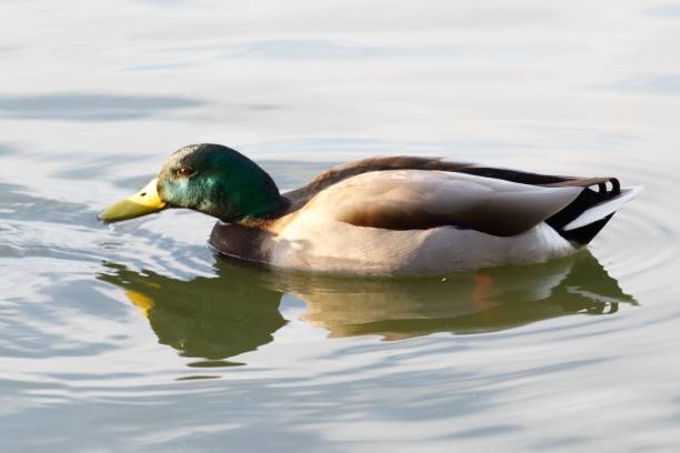 istock Mallard duck swimming in the pond, bathed in evening sunlight. 1085117364