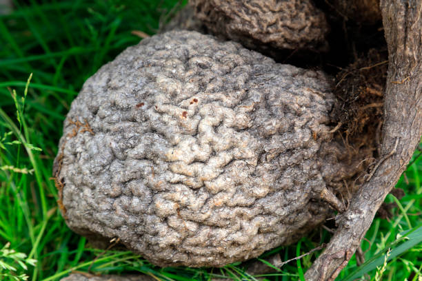 istock A big root in a botanical garden 1085119116