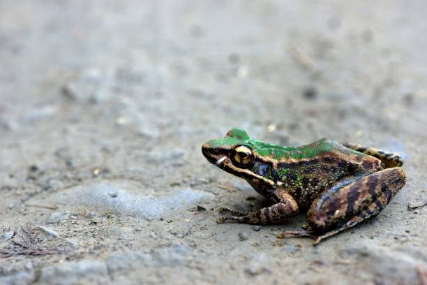 istock Swinhoe's frog 1085119268